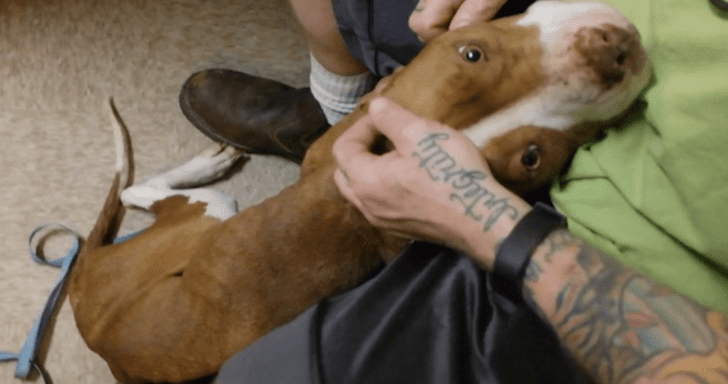 Scared Pit Bull Chained To Tree Gets Found And Set Free