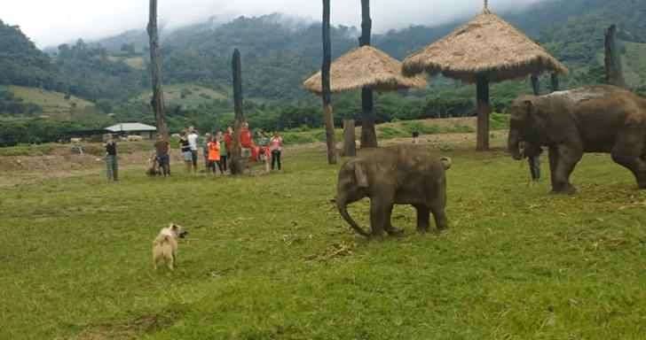 Baby Elephant Gets Tired Of Chasing After Dog