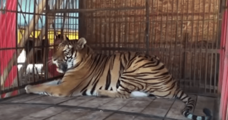 Tiger Gets Freed After Spending Entire Life In Circus