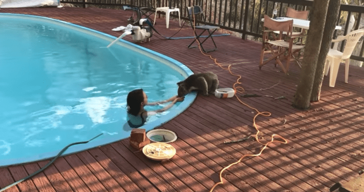 Thirsty Koala Drinks Water From Pool And Gives Woman A Kiss