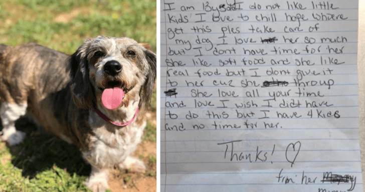 Abandoned Senior Dog Is Found In Woman’s Yard With A Note