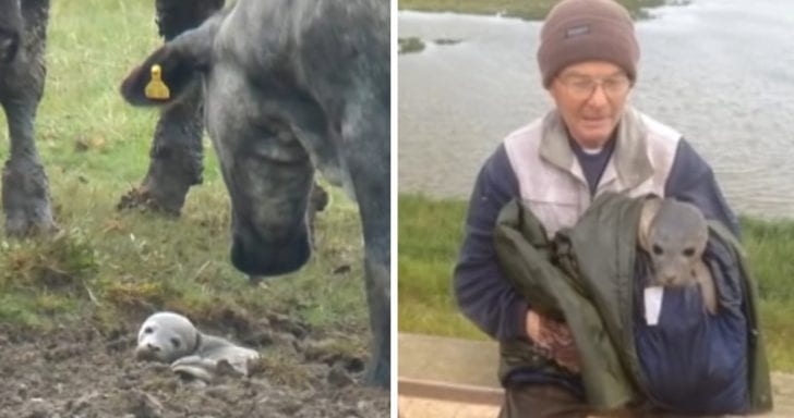 Bird Watcher Saves Dog-Like Animal Buried In The Mud