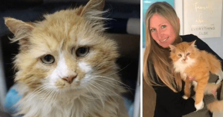 Loyal Cat Walks 12 Miles Home And His Family Doesn’t Want Him Back