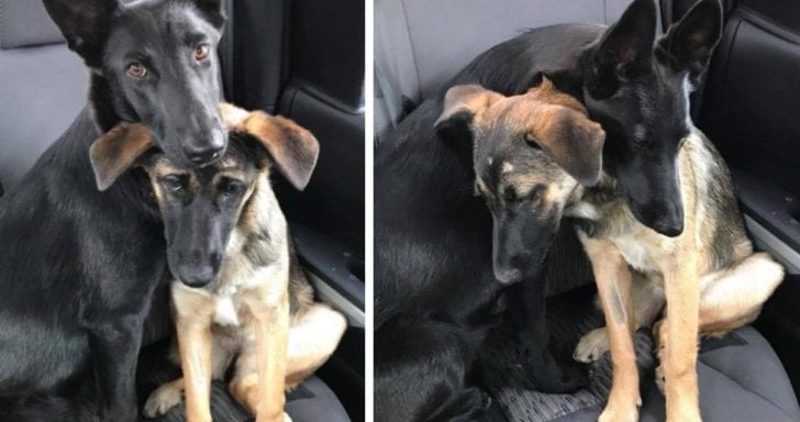 2 German Shepherds Abandoned In Barn Find Forever Home