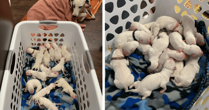 Mama Dalmatian Gives Birth To 16 Puppies