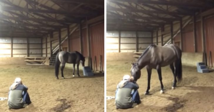 Affectionate Horse Comforts Crying Owner