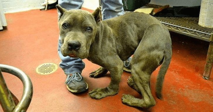 Dog Is Called “Gargoyle” Because Of His Mangled Body