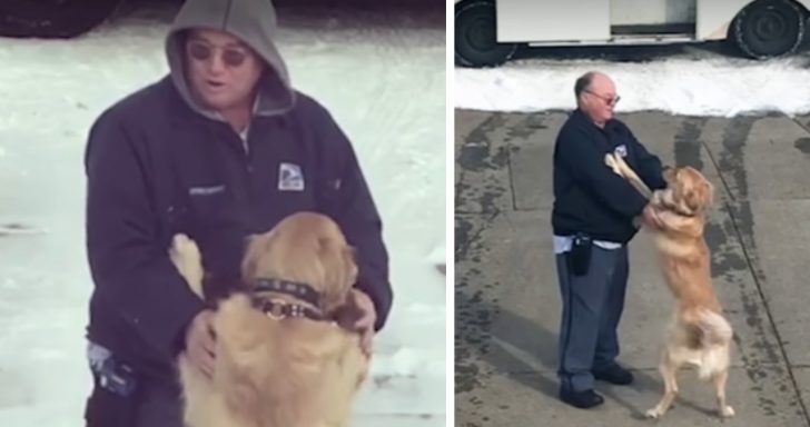 Mailman Makes Friends With A Golden Retriever Along His Route