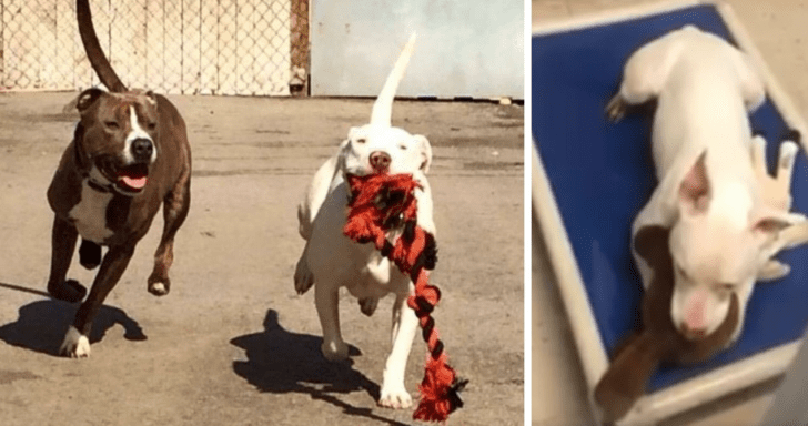 Deaf Pit Bull Is Sad When Her Best Friend Gets Adopted