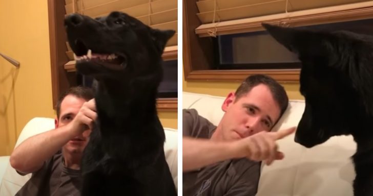 Playful German Shepherd “Boops” His Owner Back