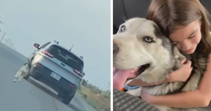 Husky Left On Roadside Gets Adopted By Family