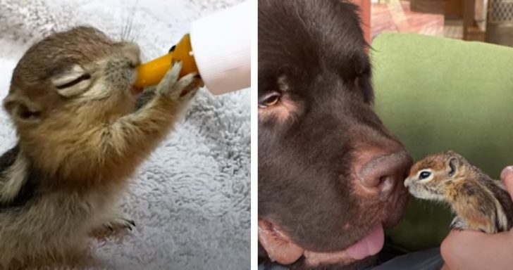 Big And Affectionate Dog Forms Bond With Chipmunk