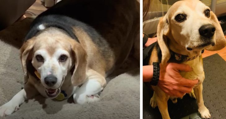 Large Beagle Gets Back Down To His Normal Size