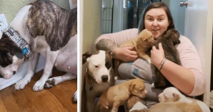 Scared And Pregnant Pit Bull Learns To Trust Her Foster Mom