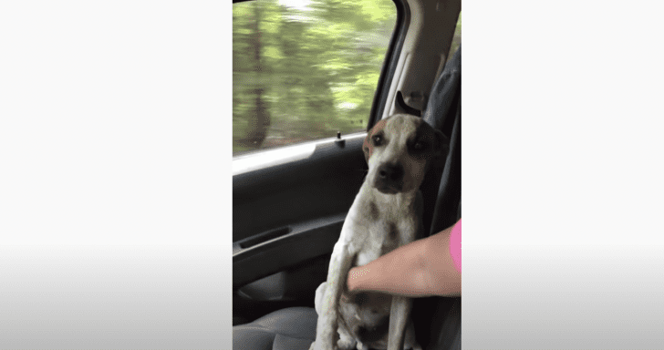 Abandoned Pup Is Thankful After Getting Rescued