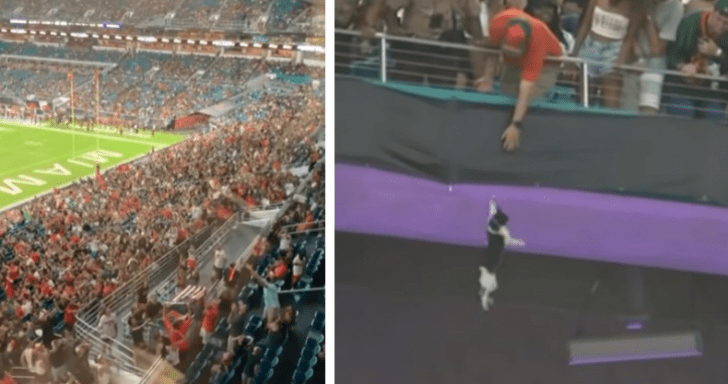 Football Fans Save Cat Dangling From Ledge Using A Flag