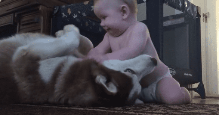 Husky Playfully Rolls Over When Baby Pets Him