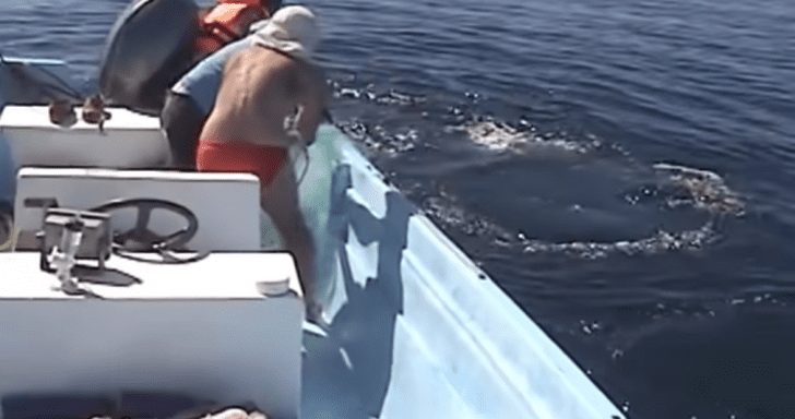 Grateful Whale Says Thanks To Boaters For Saving Her