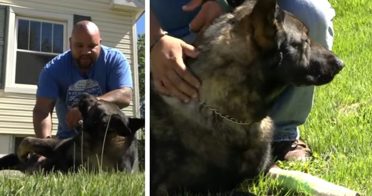 Policeman’s K9 Pup Saves Neighbor From Vicious Dog Attack