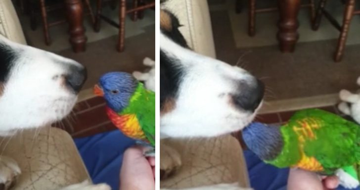 Clingy Parrot And Dog Can’t Stop Kissing Each Other