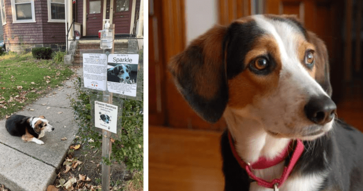 Sick Dog Receives Send-Off From Strangers