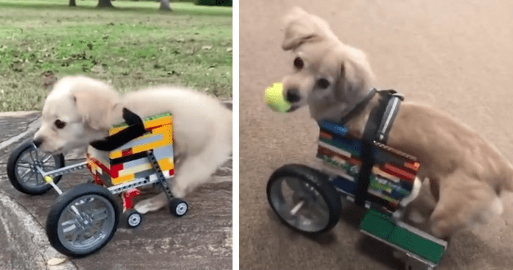 Rescue Puppy Receives A Wheelchair Made From Legos