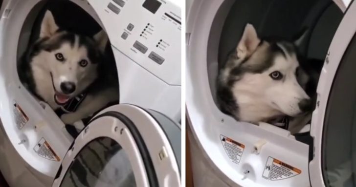 Husky Is Found Relaxing In The Washing Machine