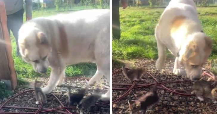 Large Dog Gets Confused By Playful Kittens