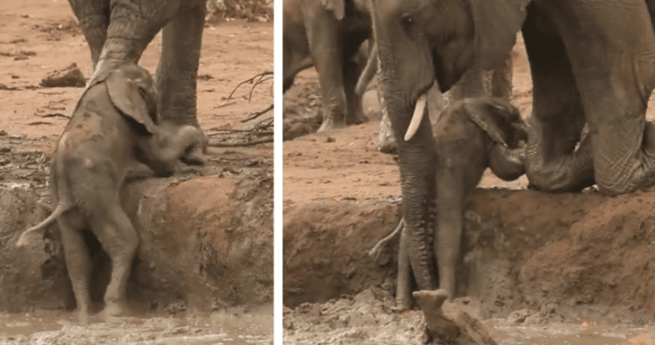 Baby Elephant Gets Stuck On Muddy Bank