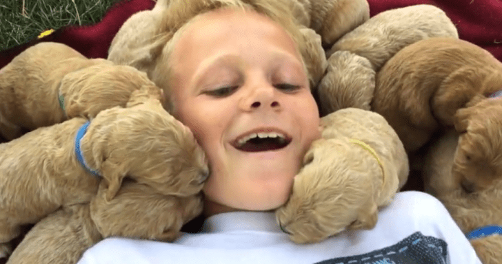 Litter Of Playful Puppies Swarm Little Boy