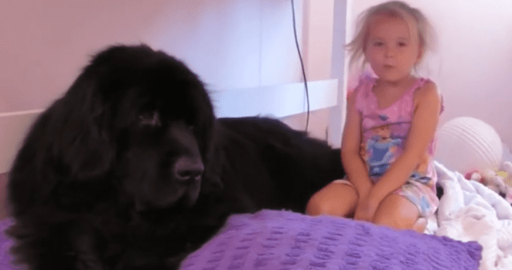 Little Girl Offers Teddy Bear To Her Big Newfoundland Dog