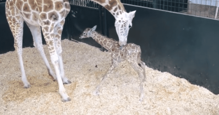 Baby Giraffe Stands Up For The First Time