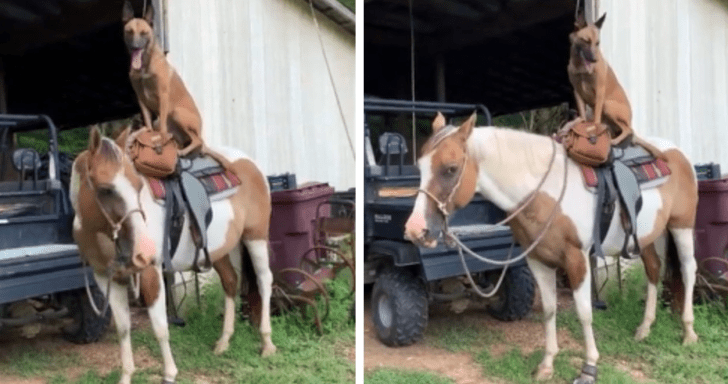 Playful Malinois Pup Sits On Top Of Horse