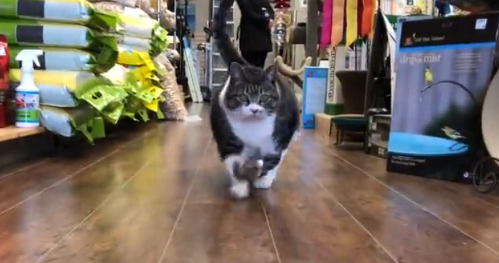 Chubby Kitty Welcomes Customers Into The Store