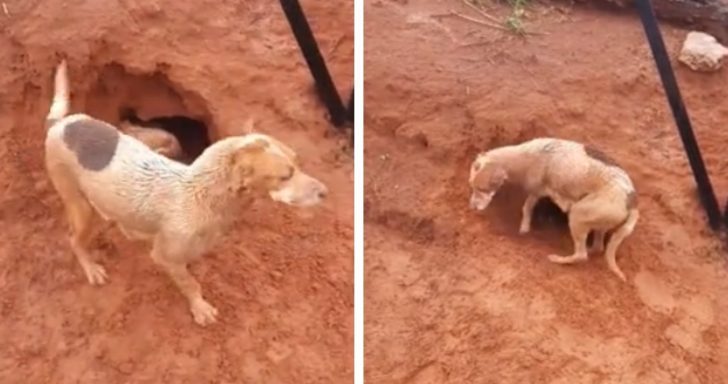 Abandoned Three-Legged Dog Digs Hole To Keep Puppies Safe