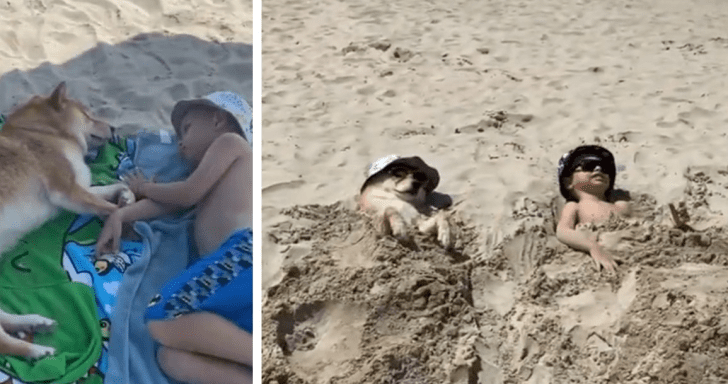 Sweet Shiba Inu Chills At The Beach With His Best Friend