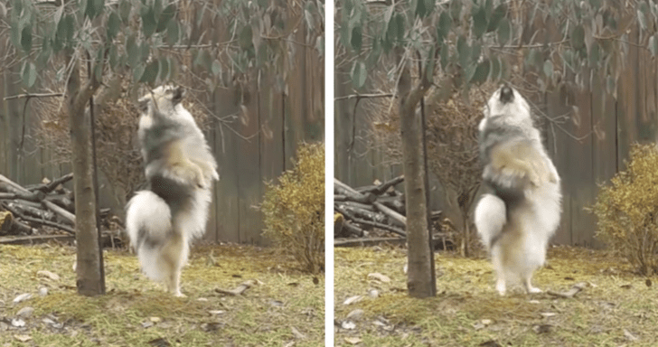 Standing Dog Has Some Alone Time In The Yard