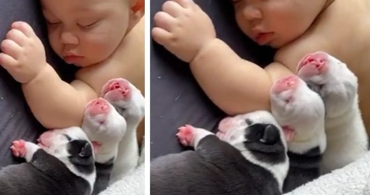 Snoozy Puppies Lie Down In Bed With Sleeping Baby