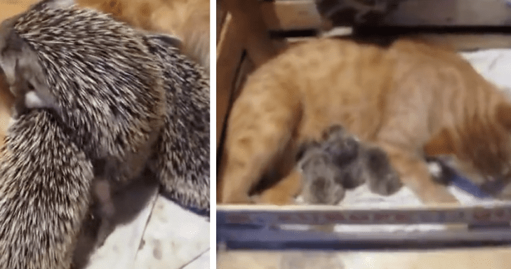 Big-Hearted Mama Cat Adopts Orphaned Hedgehogs