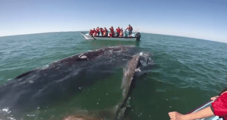 Curious Tourists’ Boats Get Pushed By Gray Whales