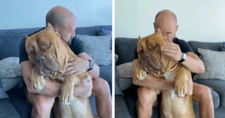 160 Lb Pitt Bull Loves To Be Held And Cuddled