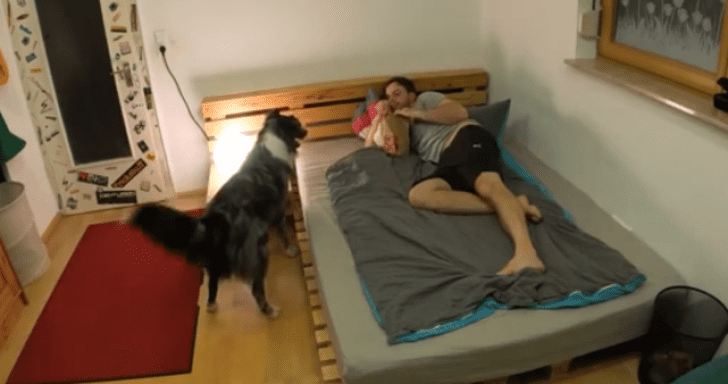 Smart Dog Attends To Tired Owner’s Needs