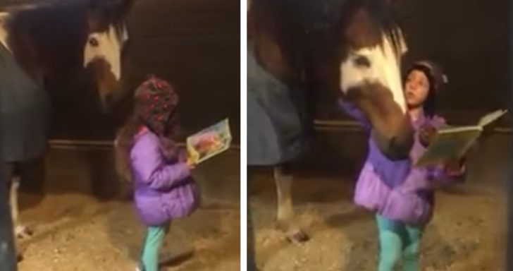 Little Girl Reads To Horses Before Going To School