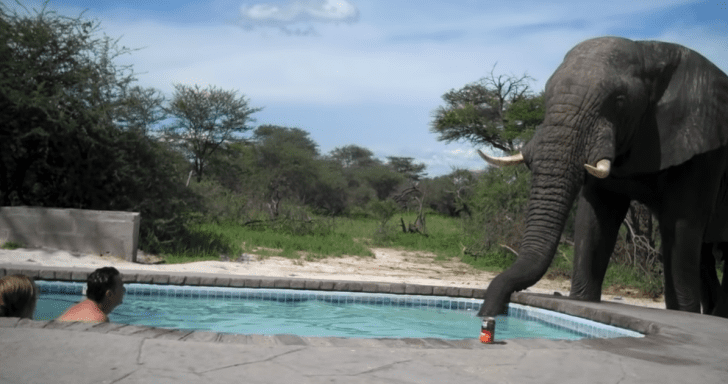 Thirsty Elephant Crashes A Pool Party