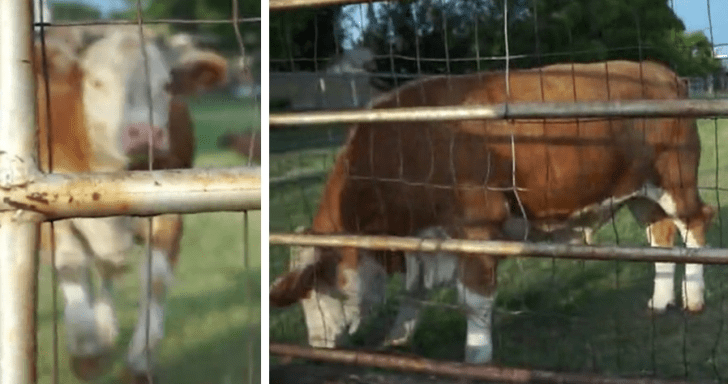 Giddy Cow Runs Fast When Called By Owner