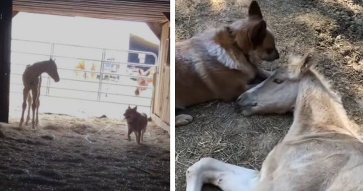 Kind Dog Becomes Emotional Support To Orphaned Foal