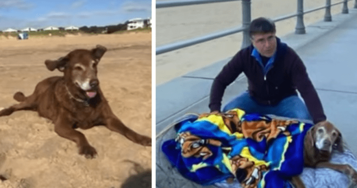 Man Takes Senior Dog To The Beach Using Bed On Wheels