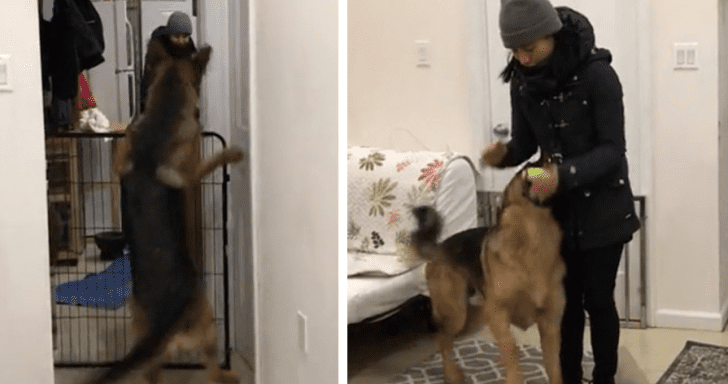 Excited German Shepherd Sees Owner After Weeks Apart