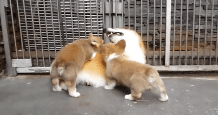 Frisky Puppies Playfully “Attack” Corgi