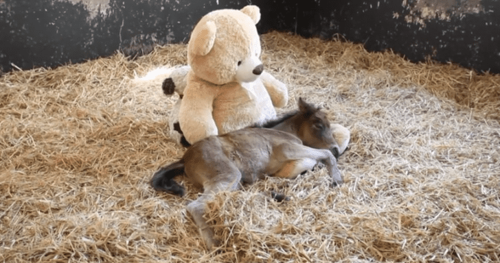 Orphaned Pony Finds Comfort In Teddy Bear